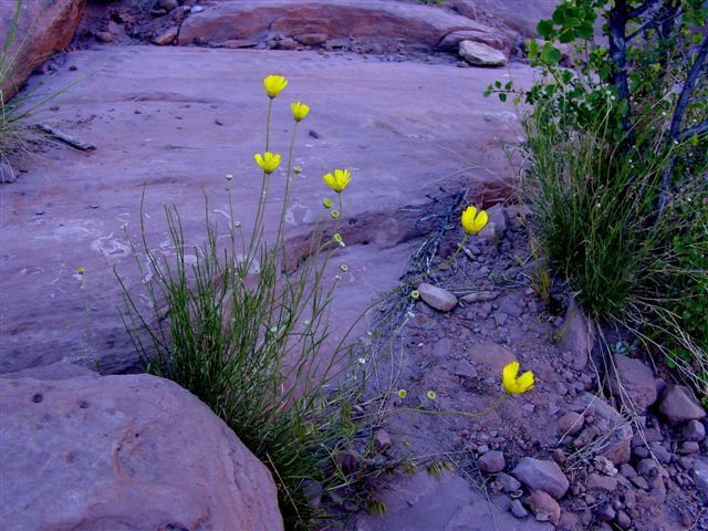 MoabFlowers (1187)